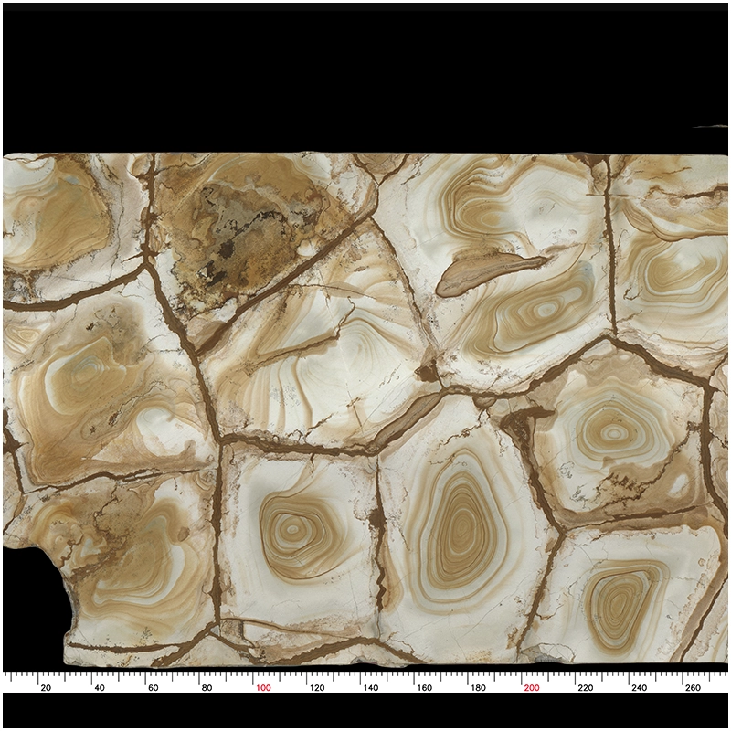 Palomino Quartzite